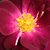 Violet - Trandafir pentru straturi Floribunda - Forever Royal